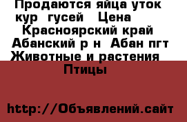 Продаются яйца уток .кур. гусей › Цена ­ 80 - Красноярский край, Абанский р-н, Абан пгт Животные и растения » Птицы   